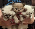 Ragdoll kittens